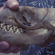 Illustration for article titled Crabeater Seals Look Like They Have Buzzsaws For Teeth